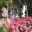 Rose Garden, Villa Ephrussi - photo Culture Spaces